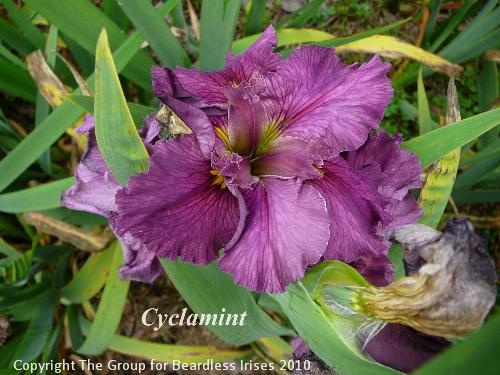 Cyclamint (1)